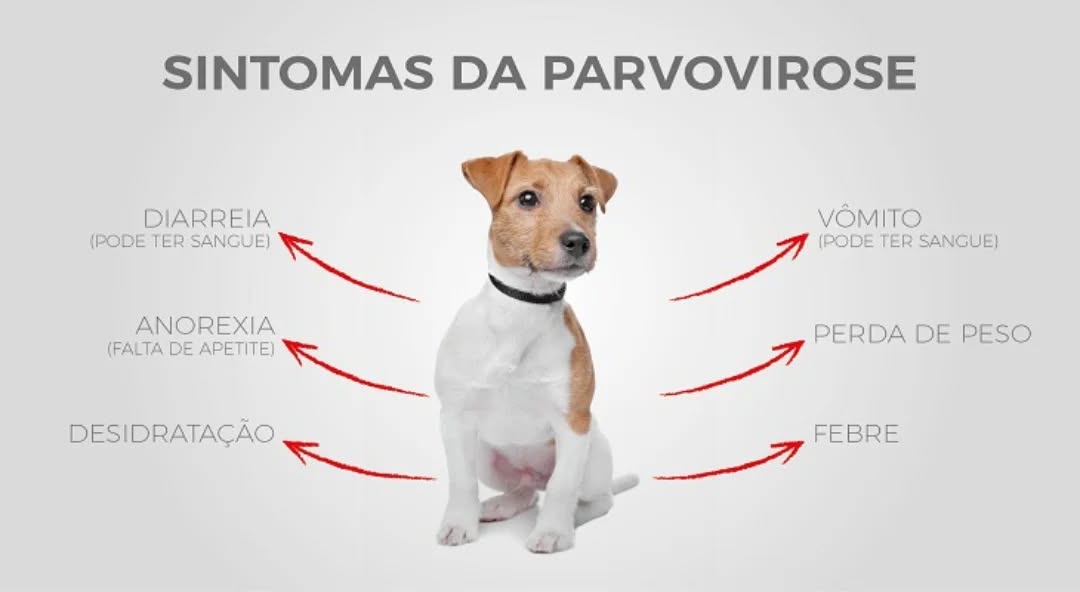 Imagem pública do trabalho de CLINVET - Clinica Veterinaria