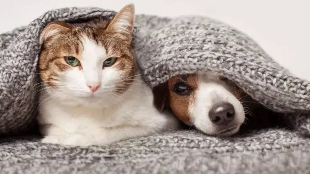 Imagem pública do trabalho de CLINVET - Clinica Veterinaria
